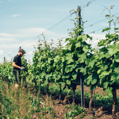 Vinprovning på Ästad Vingård